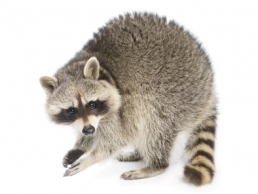 Raccoons