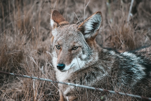 Coyote management in Hamilton County