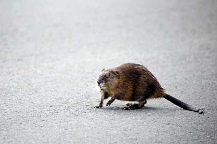 Muskrat management in Hamilton County