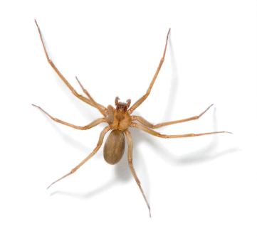 Hamilton County Spider Removal