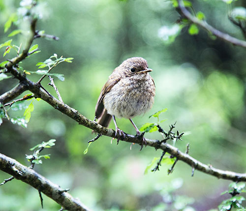 Get Rid of Birds in Hamilton County
