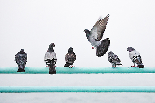 Bird management in Hamilton County