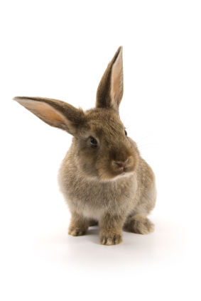 Rabbit management in Hamilton County