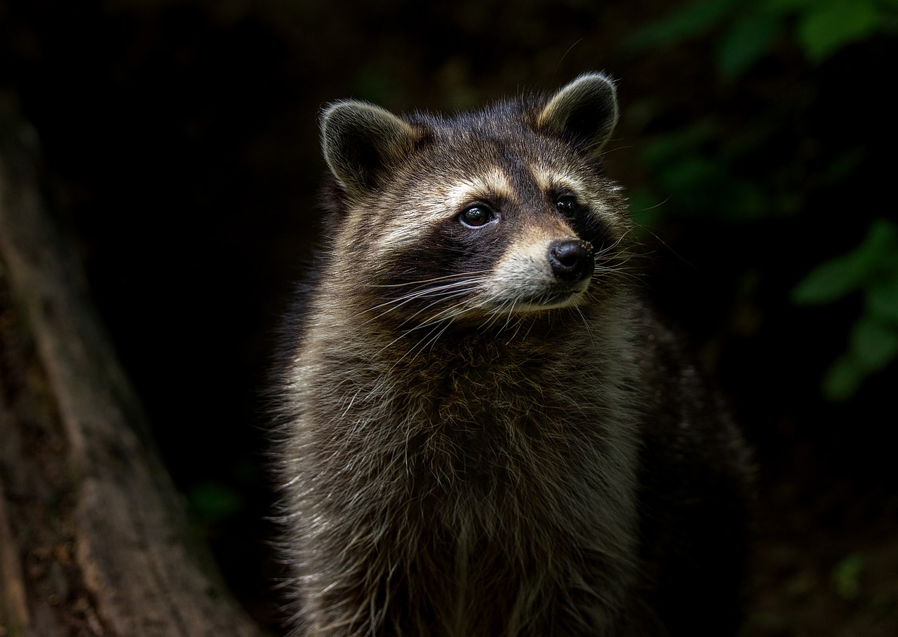 Raccoon damage in Hamilton County