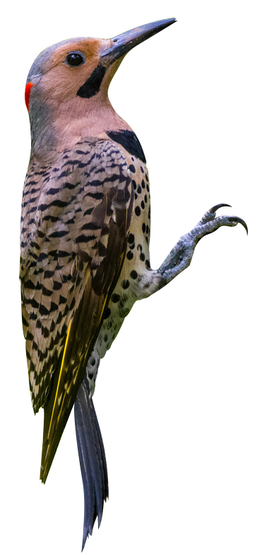 Woodpecker management in Hamilton County