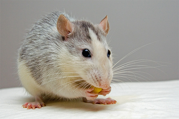 Rat damage in Hamilton County
