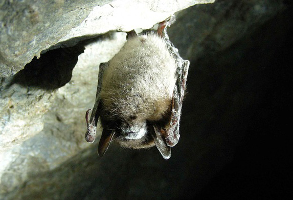 Bat damage in Hamilton County