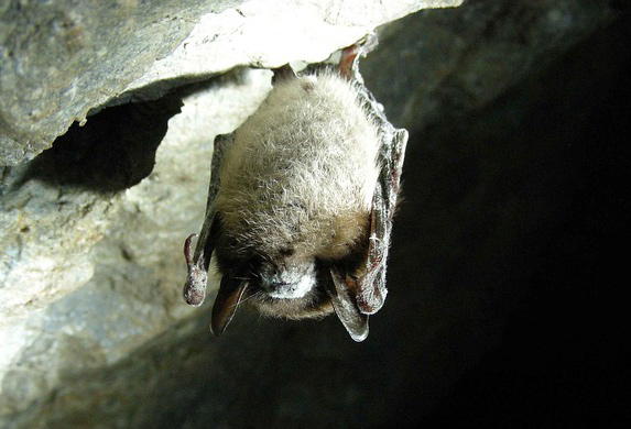 Blog - What Every New Jersey Property Owners Should Know About Bat Control