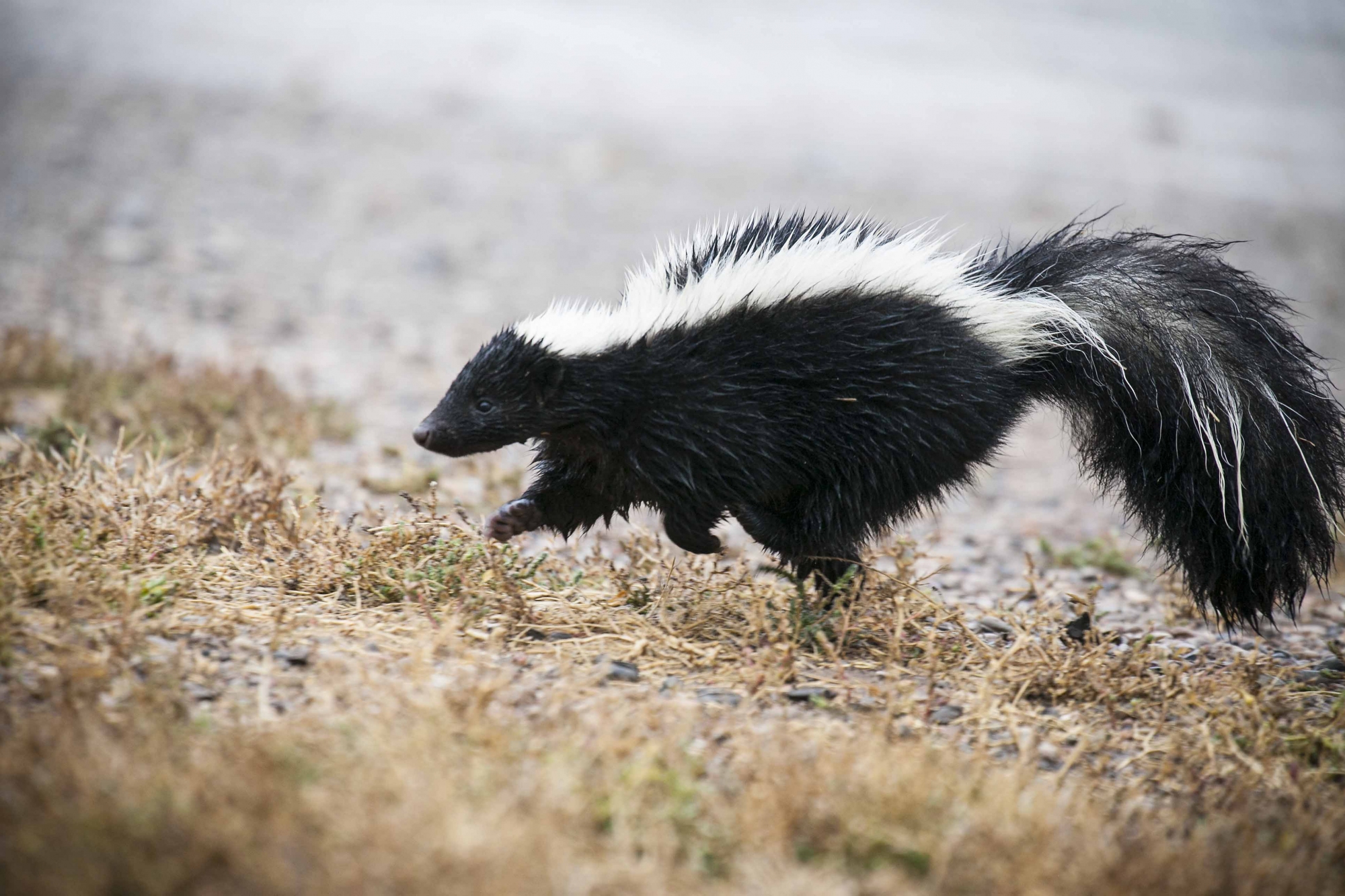 Skunk Walking in Hamilton County Yard