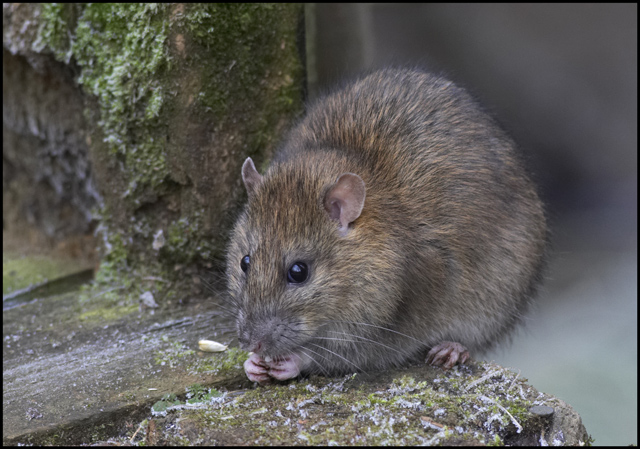 Brown Rat Nibbling on Seed on Lichen-Covered Sill
