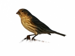 Sparrow removal services in Hamilton County