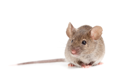Mouse management in Hamilton County