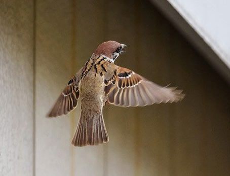 Hamilton County Bird Removal